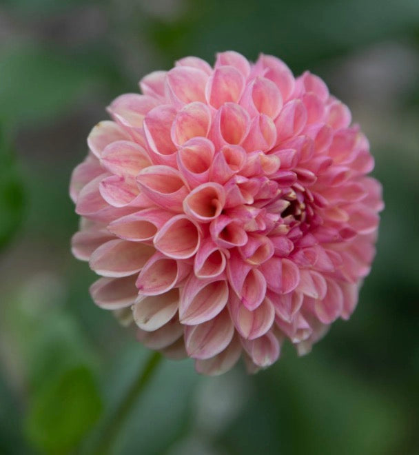 Clearview Peachy