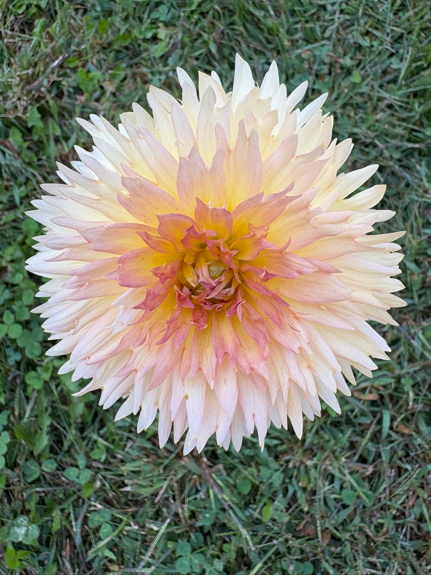 Lakeview Peach Fuzz