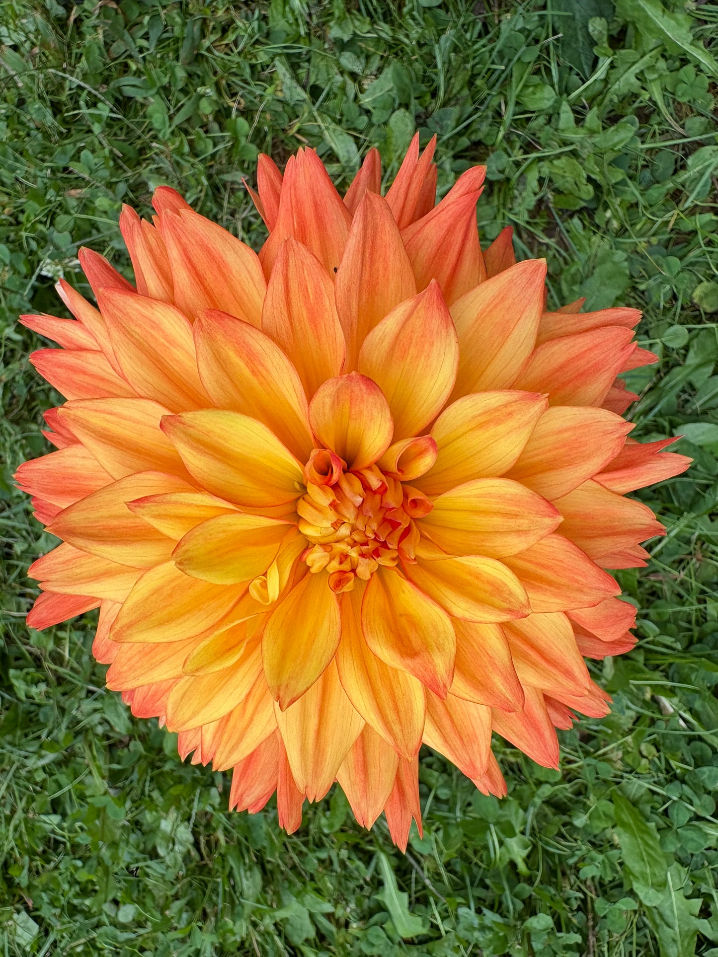 Terracotta