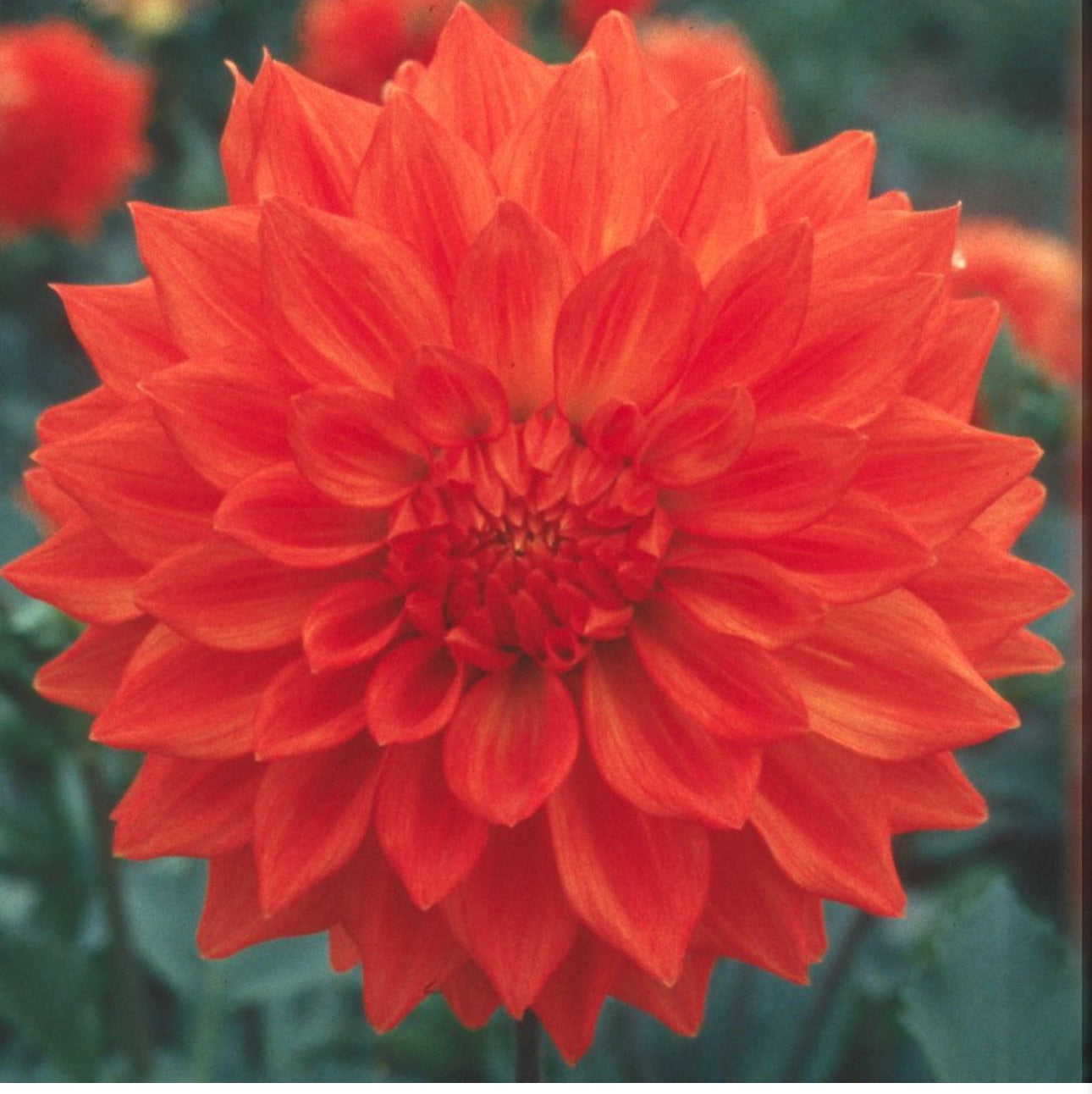 Neon Splendor – Two Doodles Dahlias