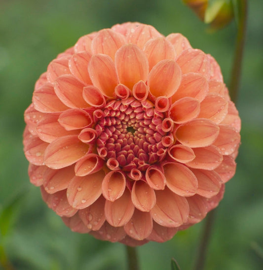 Rose Toscano