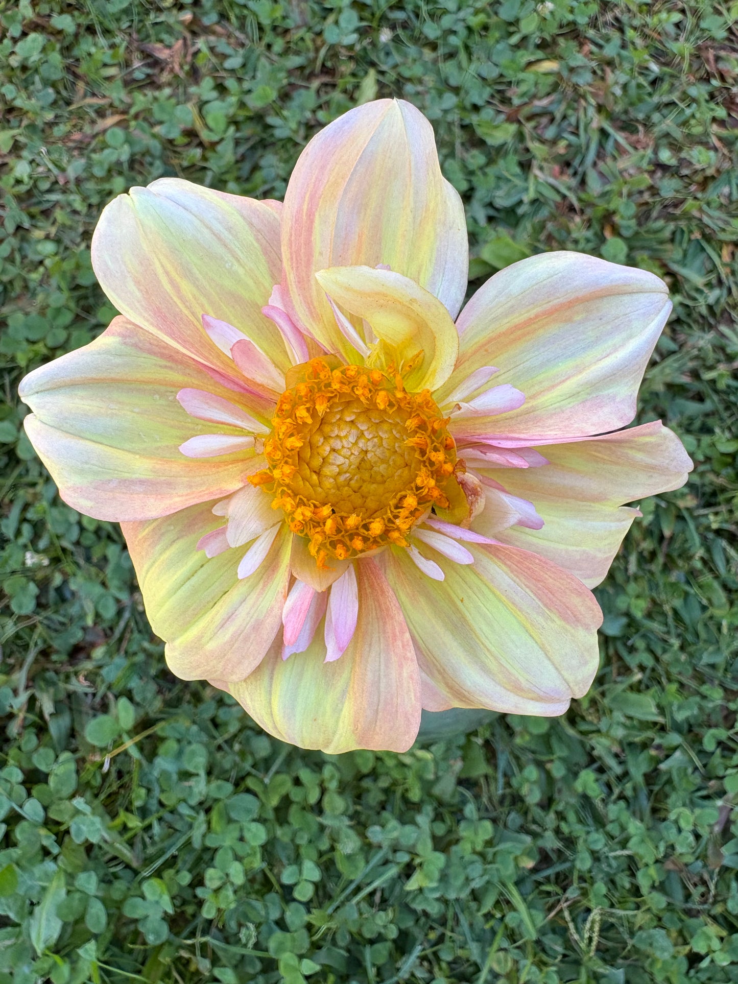 Apple Blossom