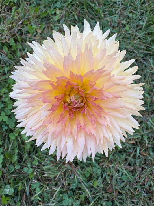 Lakeview Peach Fuzz