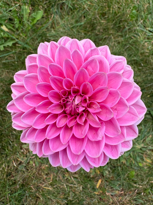 Sandra Pink Sylvia