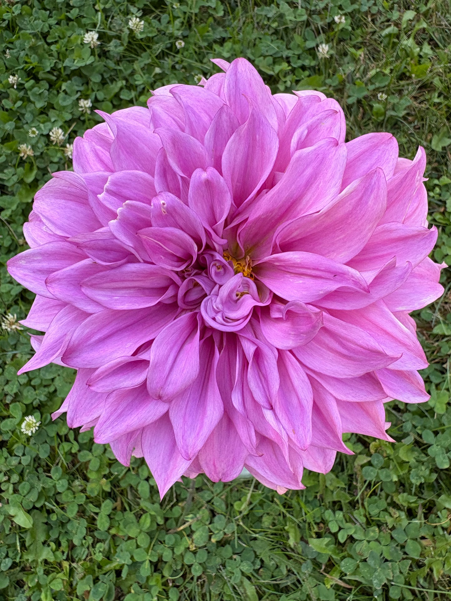 Vassio Meggos