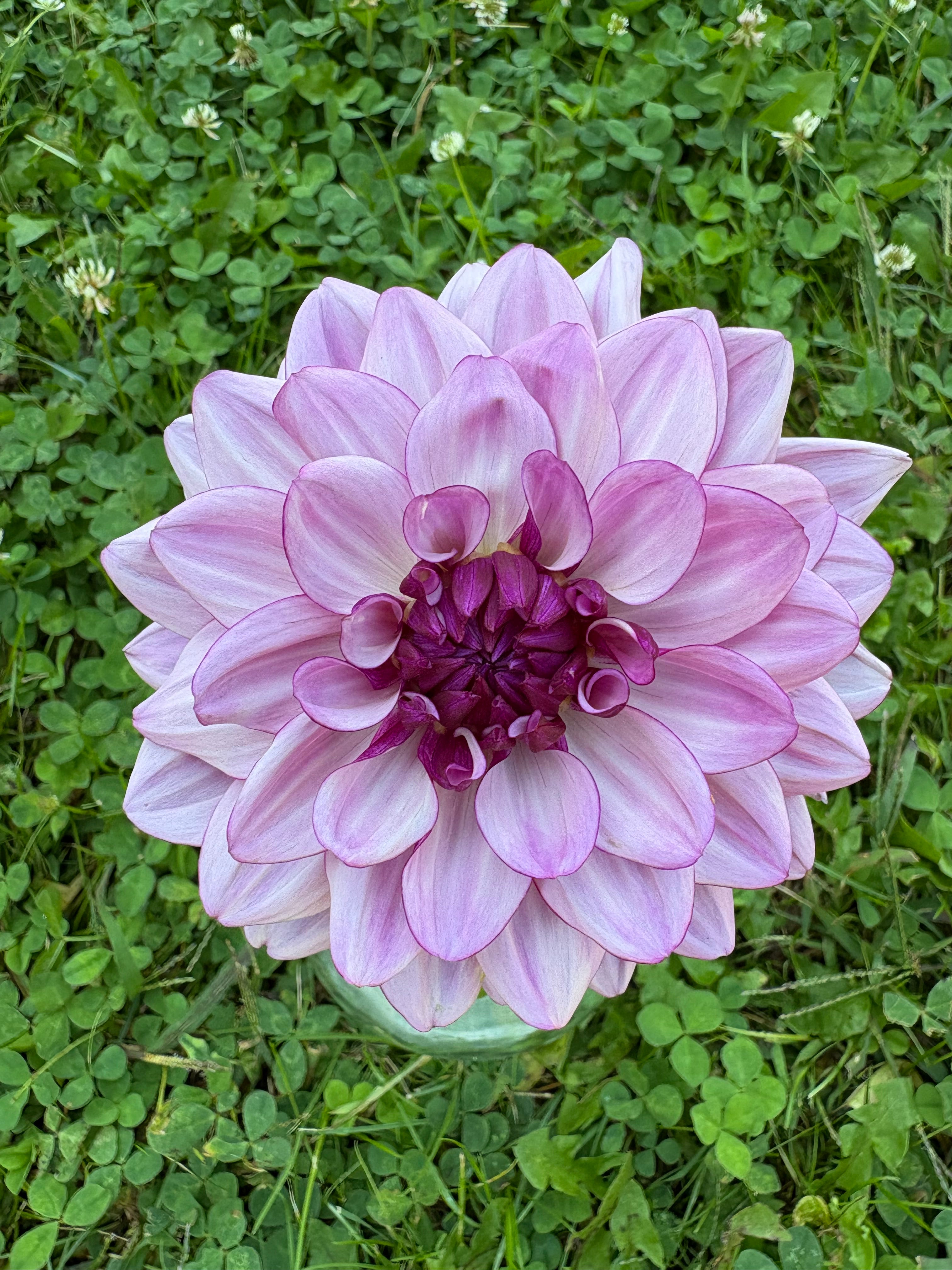 Crema de Cassis – Two Doodles Dahlia's