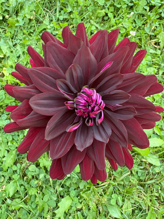Hollyhill Black Beauty