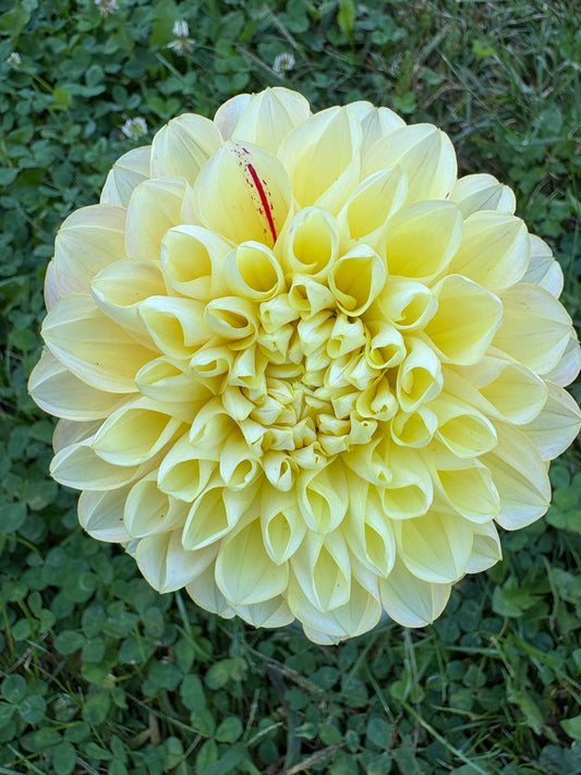 Honey Dew