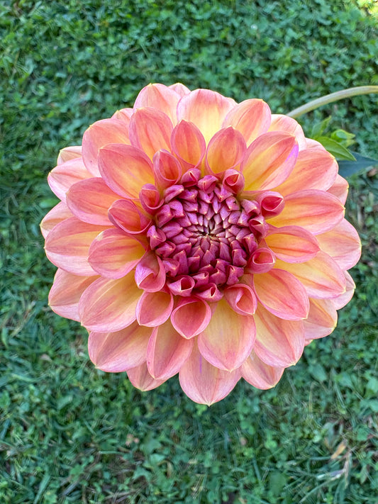 Rose Toscano