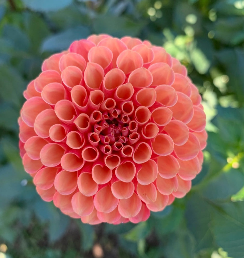 Valley Rust Bucket – Two Doodles Dahlia's