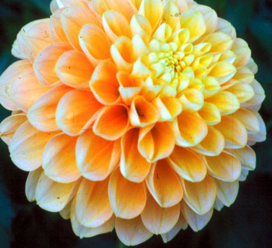 Honey Dew Dahlia Tuber